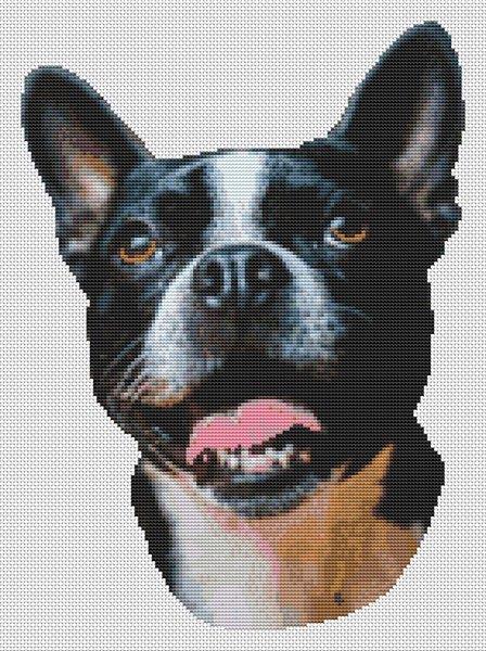 Boston Terrier Smile
